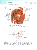 Sobotta  Atlas of Human Anatomy  Trunk, Viscera,Lower Limb Volume2 2006, page 371